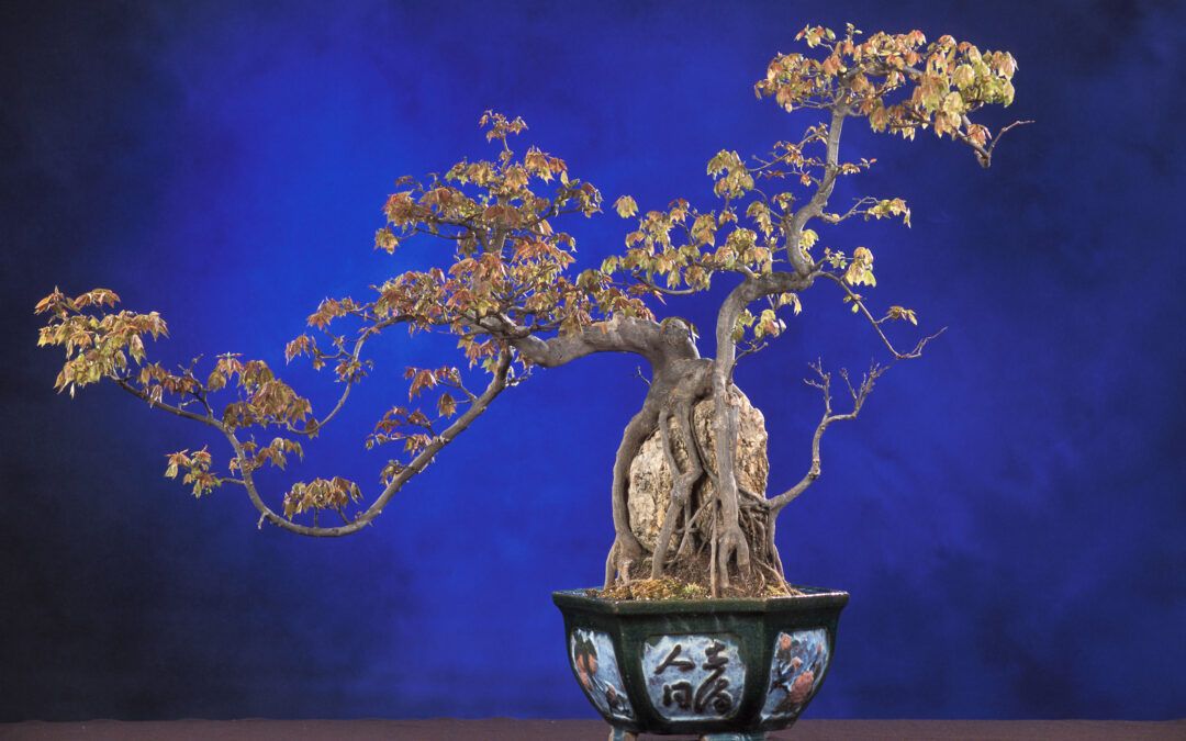 Bonsái: El arte milenario de cultivar naturaleza en miniatura