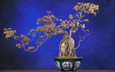 Bonsái: El arte milenario de cultivar naturaleza en miniatura