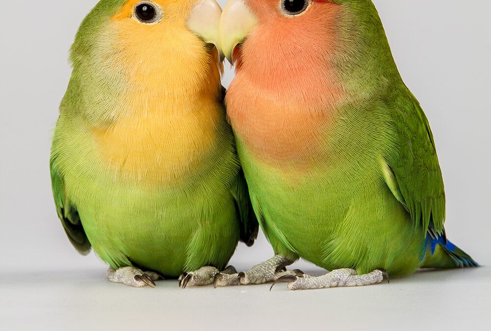 Los emplumados filósofos del amor
