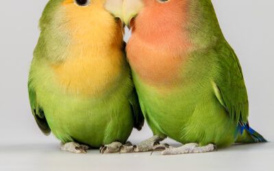 Los emplumados filósofos del amor