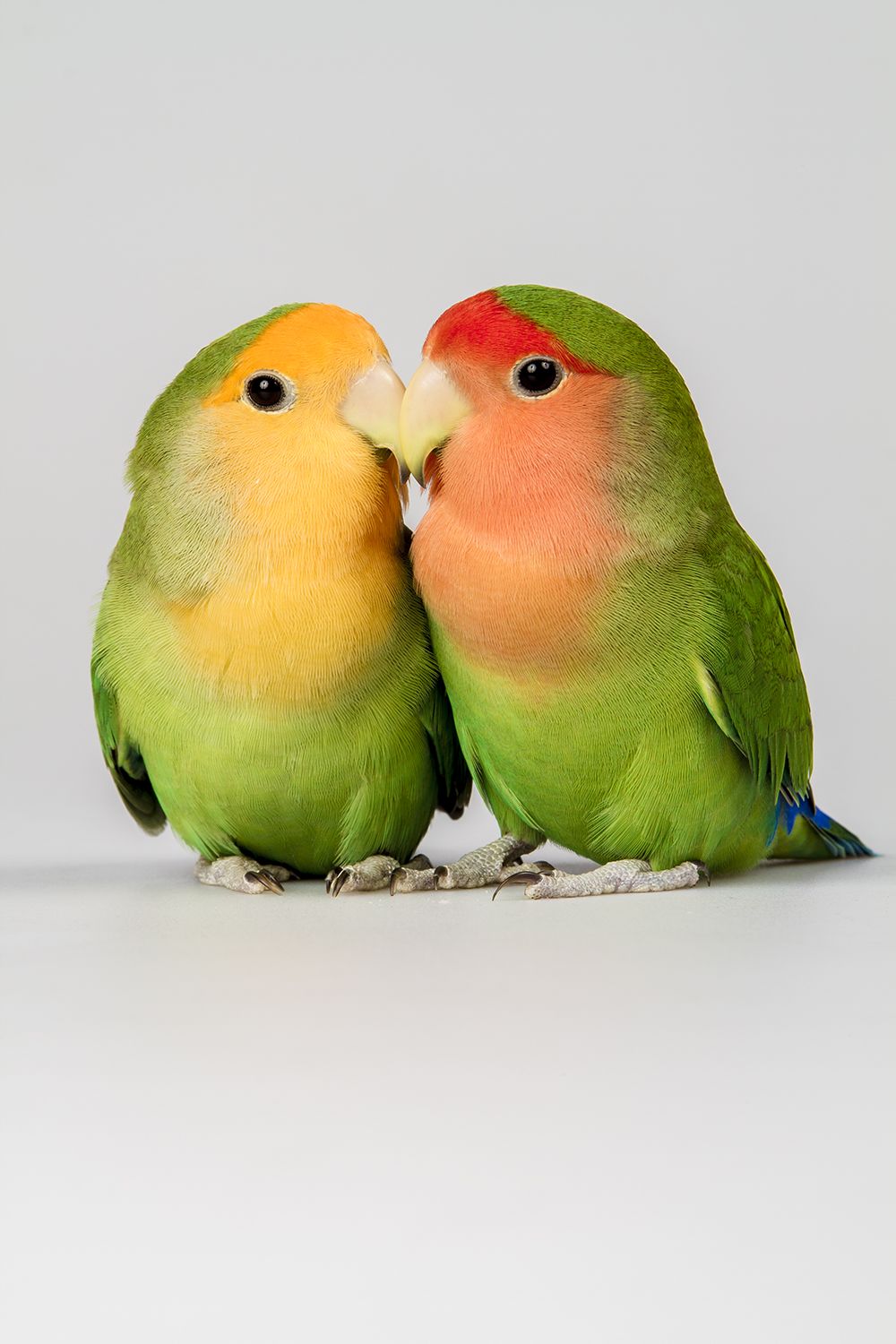 Los emplumados filósofos del amor