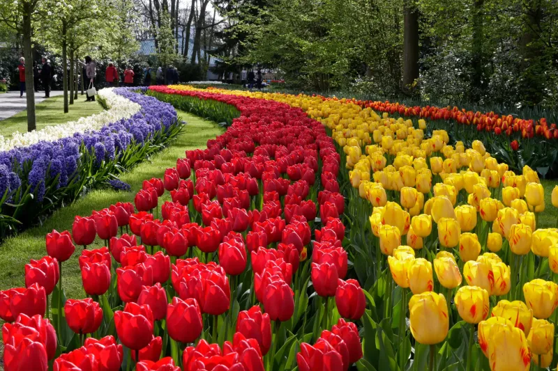 Festival de los Tulipanes 2026