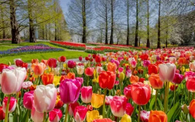 Festival de los Tulipanes 2026: la guía definitiva para vivir el renacer de Ámsterdam
