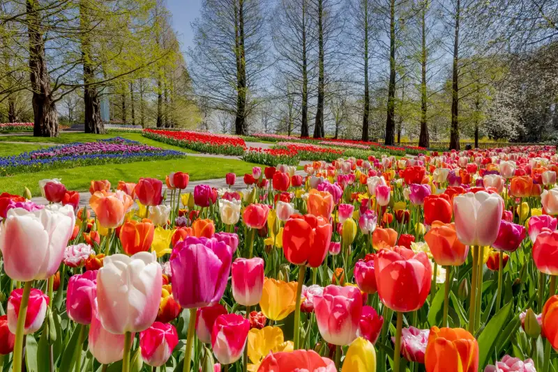 Festival de los Tulipanes 2026