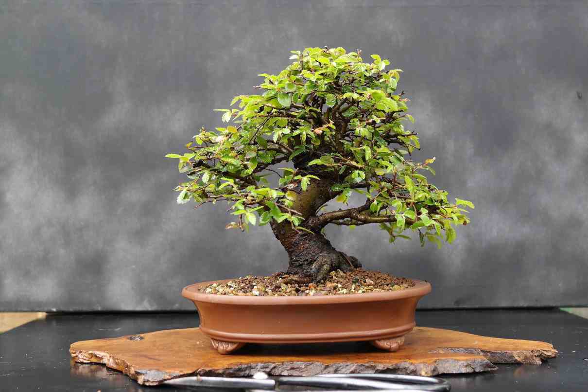 Bonsai