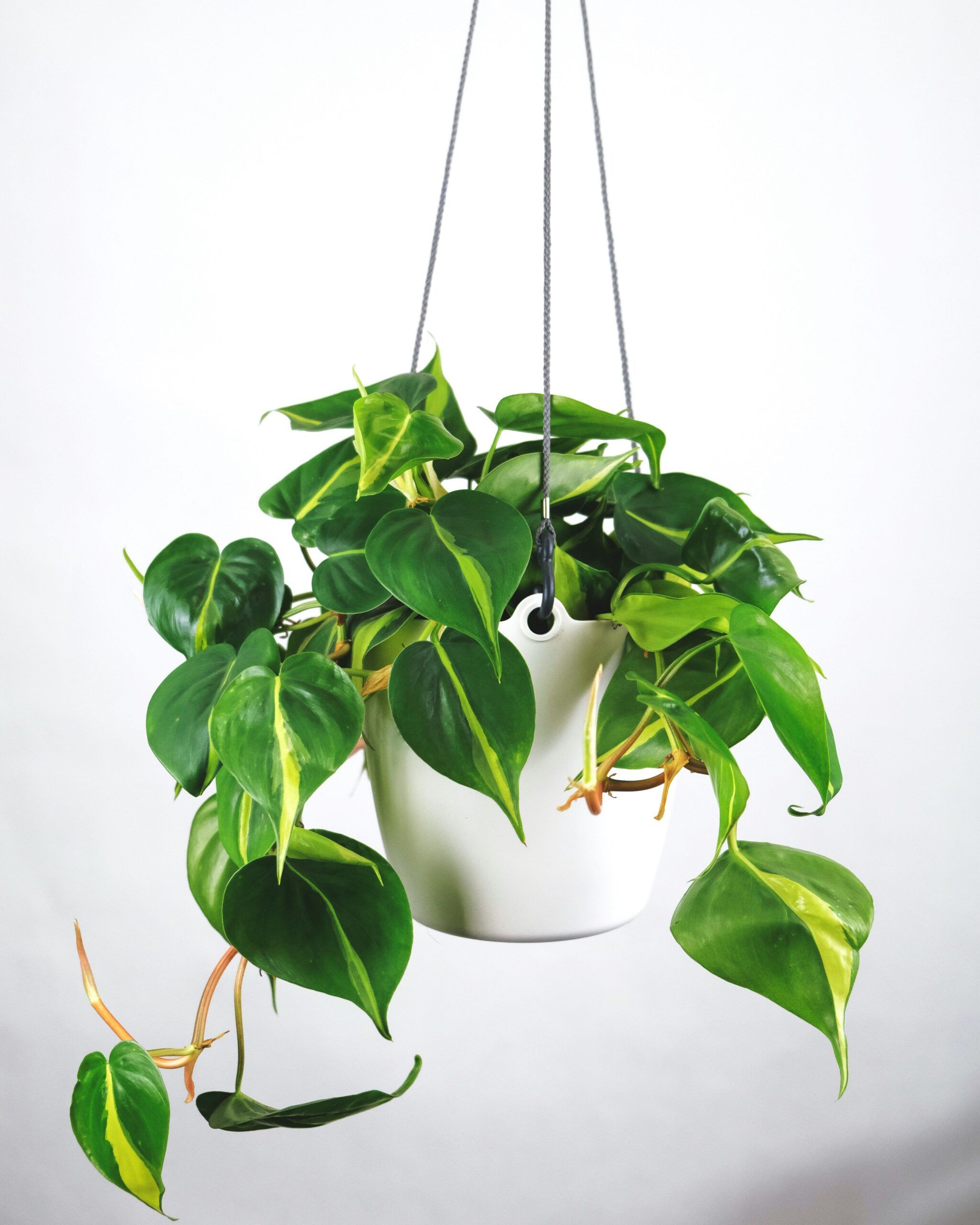 El Potus (Pothos)
