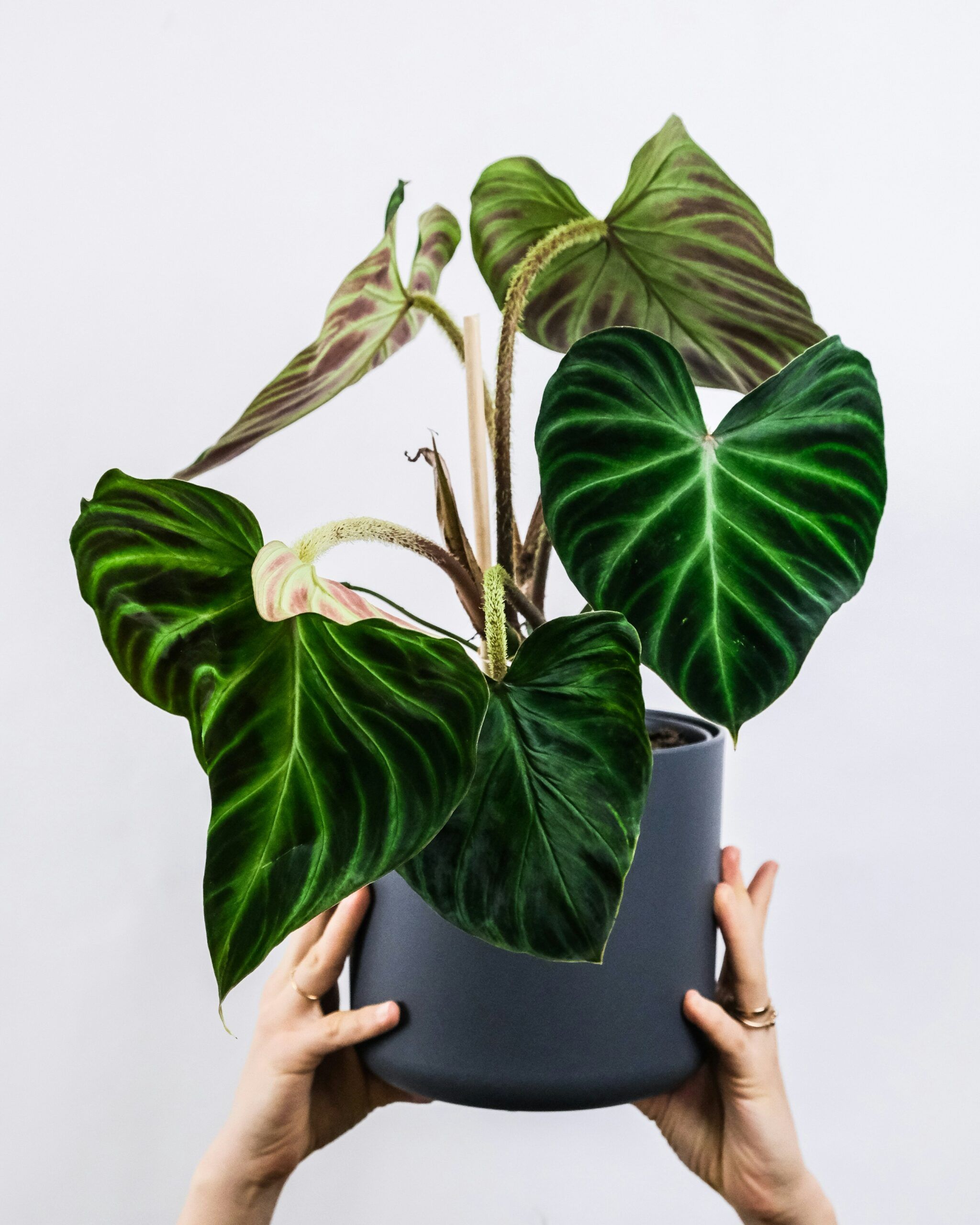 Filodendro (Philodendron)