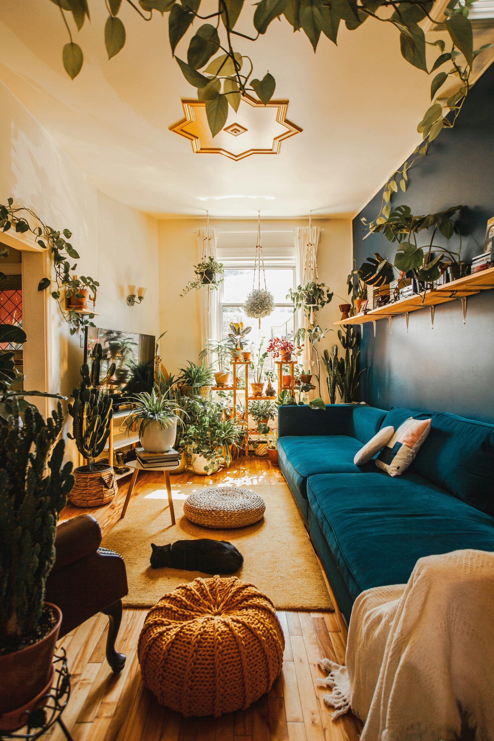 Plantas
