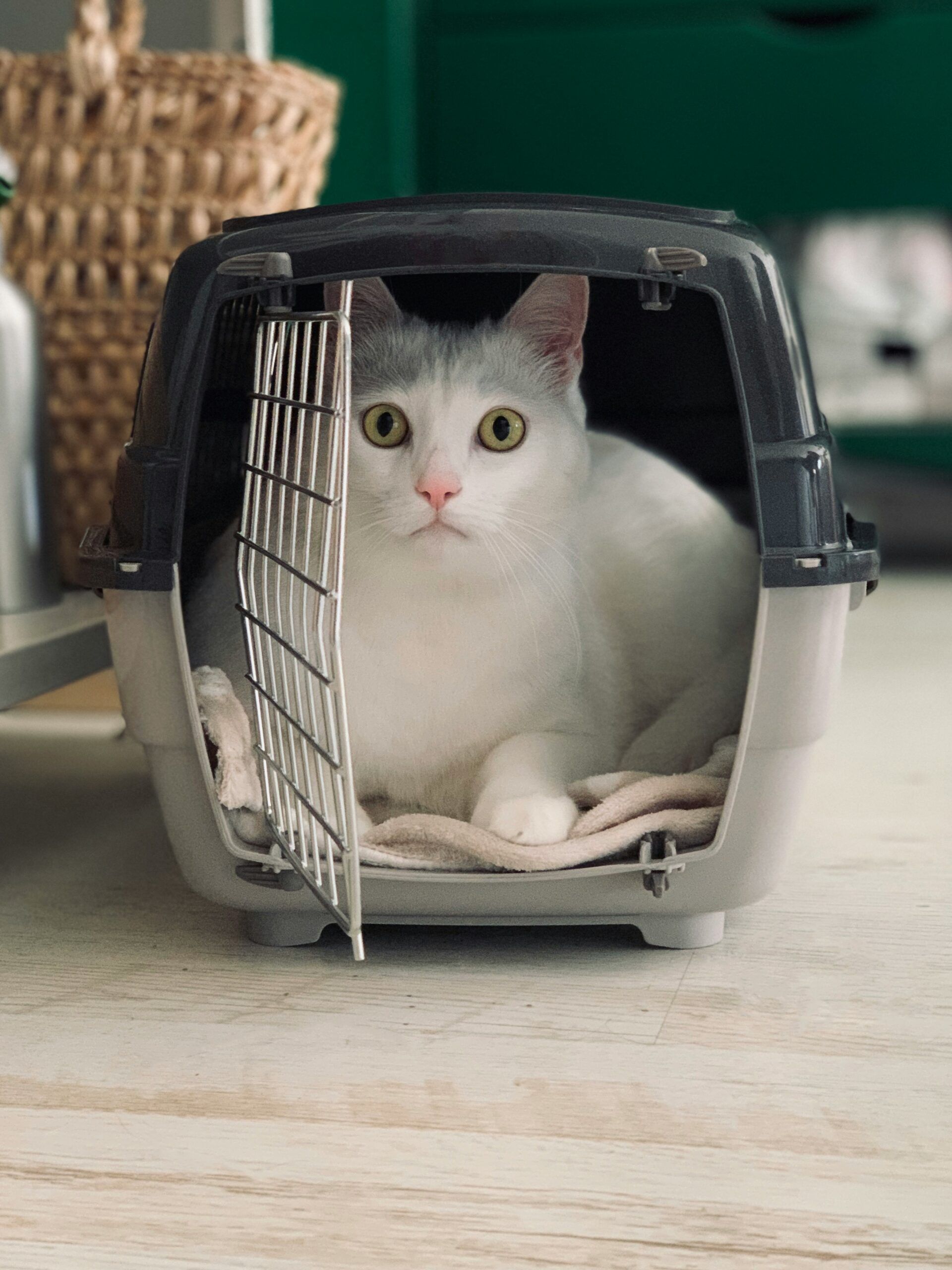 Viajar en primera clase con tu mascota