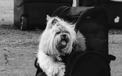 Viajar en primera clase con tu mascota: El arte de explorar el mundo con tu mejor amigo