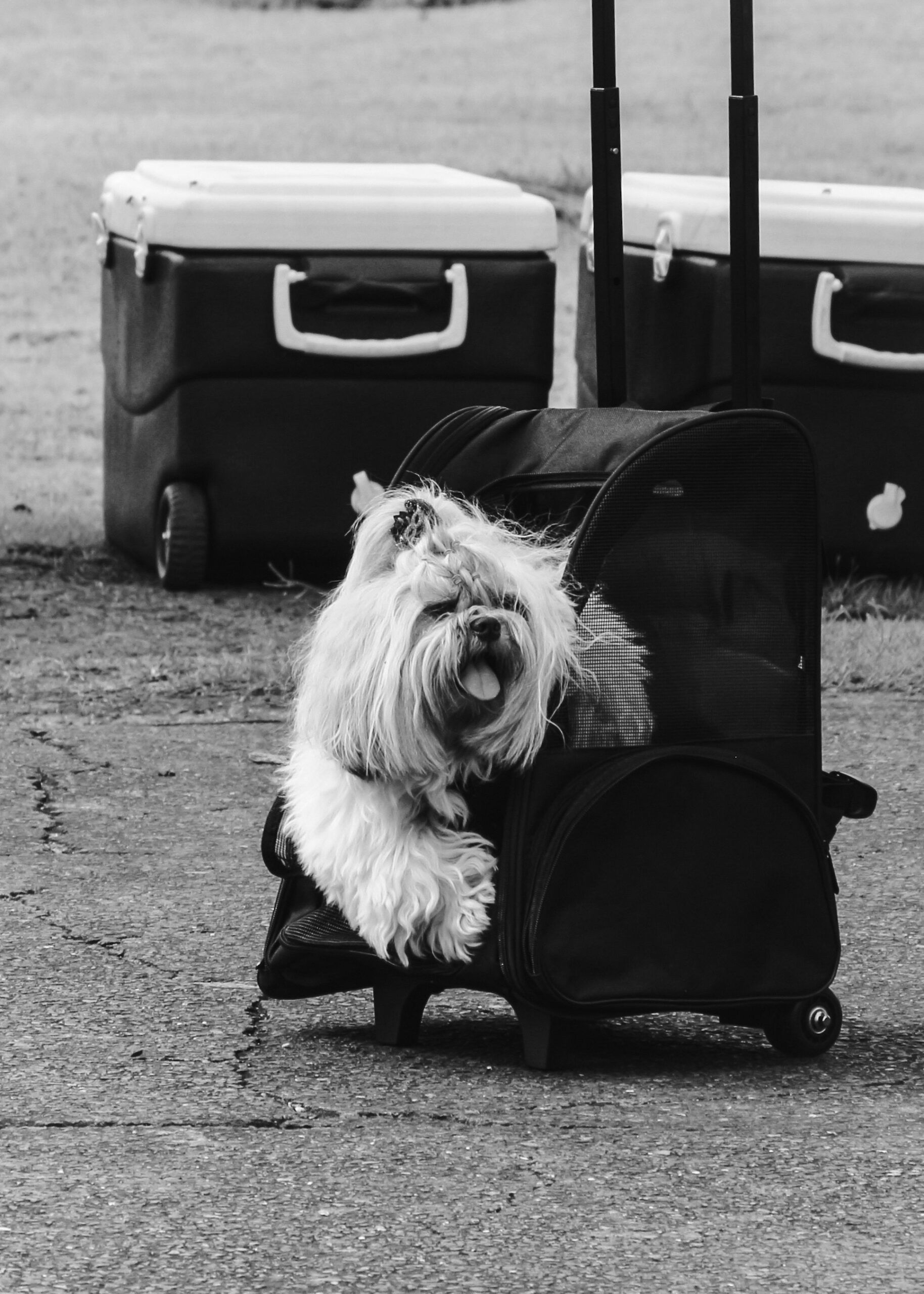 Viajar en primera clase con tu mascota