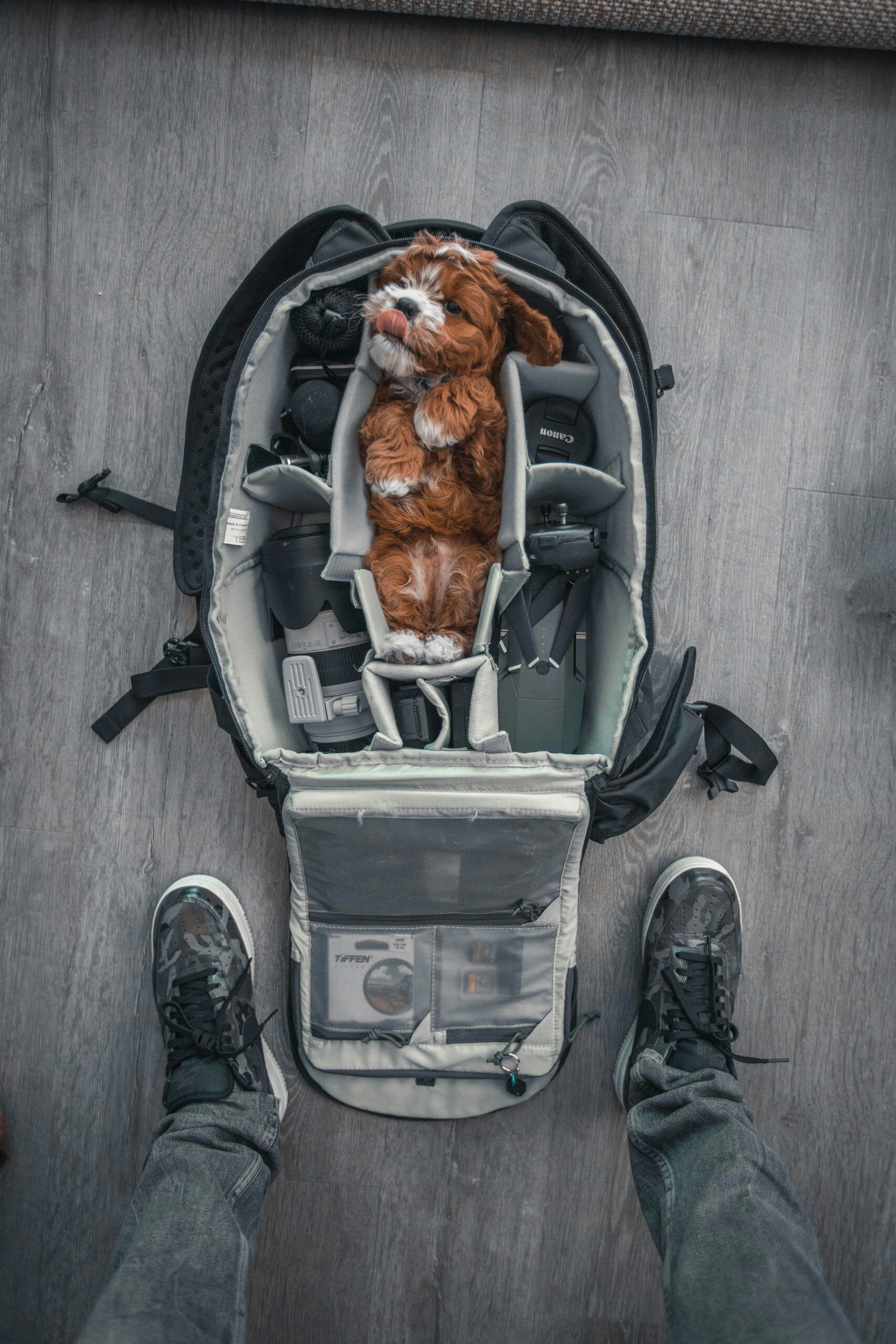Viajar en primera clase con tu mascota